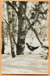 Newberry, MI, Rebhuhn im Winter, Koch Echtfoto Postkarte um 1070 um 1940 - Bild 1 von 3