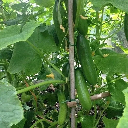 Mini Lebanese Cucumber Seeds Mini Munch Cucumber Hybrid Vegetables Cucumber Seed - Image 1 of 1
