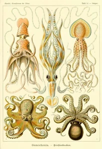 Ernst Haeckel 1000 piece Jigsaw Puzzle Gamochonia Squid Octopus 27"x19" - Picture 1 of 3
