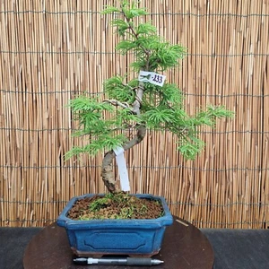 Bonsai di Pseudolarix h 39cm Visita il mio negozio! - Foto 1 di 7