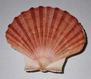 104 mm ORIGINAL LIP Pecten Albicans Scallop Seashell #AJ1 From OKINAWA Japan - Picture 1 of 3