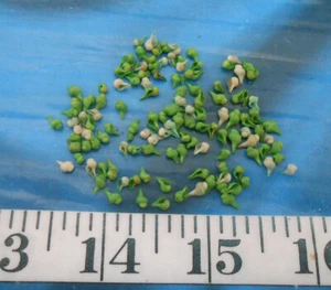 ~ Baby Whelk Shells ~ 100+ ~ Greens & Ivory ~ Shellcraft ~ Sailor's Valentines ~ - Picture 1 of 2