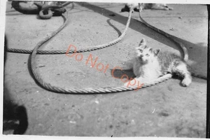 Kittens Swansea Docks Photograph (16) 3x small snap shots 3.4”x 2.2" - Picture 1 of 7
