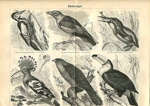 Vieux Tableau - Thème " Klettervögel " De 1895 (BE-2) - Imagen 1 de 1