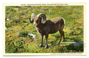 Bighorn Mountain Sheep, Yellowstone Park, Wyoming - Cartolina lino - Foto 1 di 2