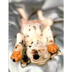 New Leanin Tree Dog Puppy Greeting Card By Rachael Hale Photography Blank Inside - Picture 1 of 4