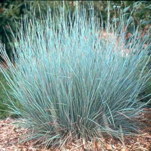 200 Little Bluestem Ornamental Grass Seed. USA Seeds. Organic. Ships free - Picture 1 of 1