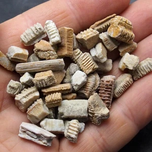 30 grams.  Eagle Ray Fossil Teeth Tooth Fossils morocco Fossilien lot - Picture 1 of 2