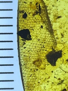 PERFEKT 13x5 mm Eidechse Waage & Botanicals, echte burmitische Bernstein Fossil 98myo - Bild 1 von 12