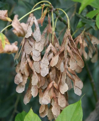 Box Elder Maple Tree seeds - Acer negundo - Image 1 of 3