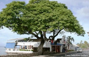 A Waterfront Business, Lahaina, Hawaii - 2015 - Color Photo Print - Bild 1 von 1