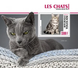 Togo - Razas de gatos Americano 2020 pelo corto - Hoja de recuerdo de estampillas - TG200238b - Imagen 1 de 1