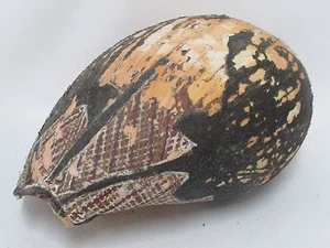 ANTIQUE AUSTRALIAN ABORIGINAL PAINTED SHELL OCHRE STINGRAY TURTLE WORN - Picture 1 of 7