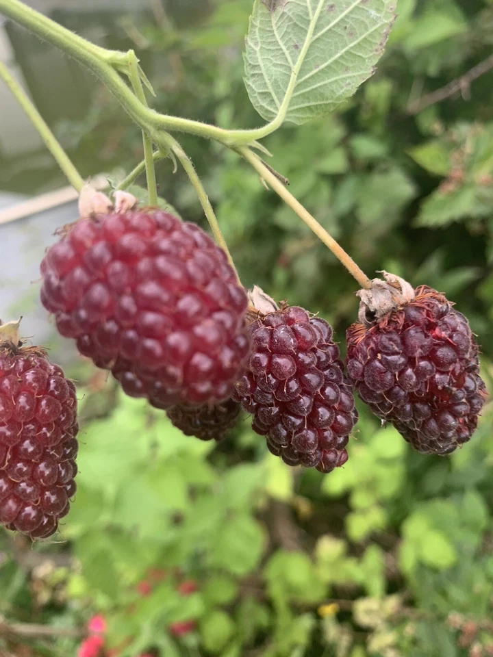 Tayberry 50 Samen Kreuzung aus Himmbeere und Brombeere - Bild 1 von 4