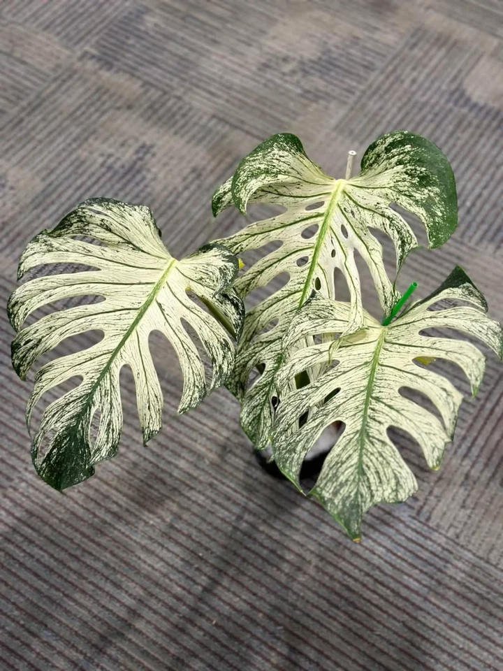 00849A Monstera Devil Monster Variegated 5 Samen Fensterblatt - Bild 1 von 1