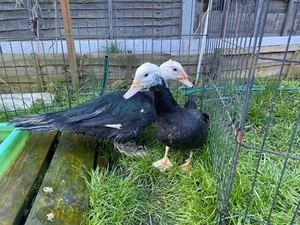 🐤6❎Very Special Beautiful Muscovy Duck Egg❇️Very good to Incubator ❇️FreeShipp✅ - Picture 1 of 4