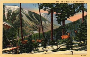 POSTCARD ELK AT HOME IN THE MOUNTAINS - Picture 1 of 2