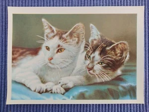 Postal antigua postal gatos niño gato doméstico blanco negro manta - Imagen 1 de 2