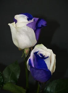 50 Samen ROSA WEISS UND BLAU + GESCHENK - Bild 1 von 1
