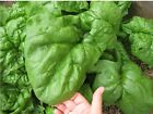 Spinach Giant Noble COMBINED SHIPPING Excellent Flavor Easy 2GRO Organic Seeds  