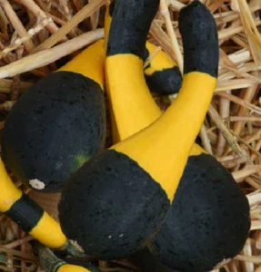 10 Semillas de Calabaza bicolor - cucurbita pepo - variedad muy ornamental - Imagen 1 de 1