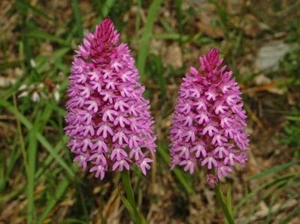 Pre-sale will be sent on March 2025 anacamptis pyramidalis 1 bulb orchid - Picture 1 of 2
