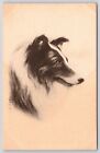 Collie Pet Dog Black And White Portrait Painting Artwork Postcard