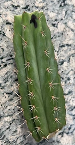 Peruviana 6" cutting (mid-section) - Picture 1 of 4