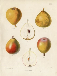 Antiker Druck - BIRNE - KRASANE ALTHORP - SECKEL - Berghuis - 1868 - Bild 1 von 1
