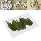 12x Pressed Dried Flower Dry  Leaves for  Bookmark Card Making