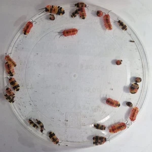 X10 Rare isopode Mix Merulanella sp. "Scarlett + Tricolor" Cloporte, détritivore - Photo 1/1