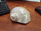 LARGE PEARL MARMORATUS SATIN TURBO SEA SHELL BEACH DECOR 5"