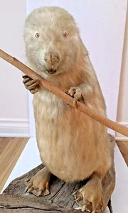 Ultra Rare 1988 Vintage Large Adult Albinos Canadian Beaver Taxidermy 27x21x13'' - Picture 1 of 12