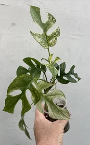 F60 variegated rhaphidophora tetrasperma White Mint - Picture 1 of 13