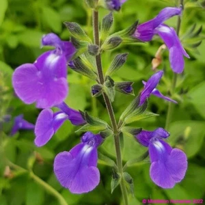 Salvia microphylla Delice Feline Purple/Blue Flower Well Drained White and Hardy - Picture 1 of 8