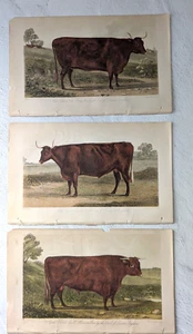 3 Wood Block Prints,North Devon Cow, Bull, & Ox, Hand Tinted, Earl Of Leicester - Picture 1 of 4