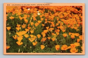 Vintage California Golden Poppy Postcard 1930 Kodachrome Print - Bild 1 von 2
