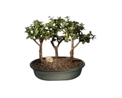3 Árboles Enanos Jade Árbol Plantas Bonsai Vivo Portulacaria Afra Vivo 4 años 9" de alto Foto 1 de 2