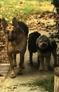 Vintage Foto Dia Hunde posiert - Bild 1 von 2