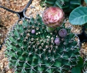 Gymnocalycium Cristata MIX 20 Seed cactus + FREE CERTIFICATE - Picture 1 of 2