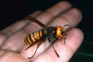ASIAN GIANT MURDER HORNET GLOSSY POSTER PICTURE PHOTO BANNER PRINT japanese 6229 - Picture 1 of 1