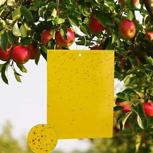 Fallen Gelbtafeln KirschmadenFalle Papiere Gelbstecker 50x Fliegen Klebrige L7J0 - Bild 1 von 8