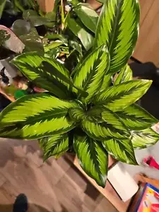 6" Pot - Calathea Beauty Star Air Purifier Beautiful green plant - Get Similar - Picture 1 of 5