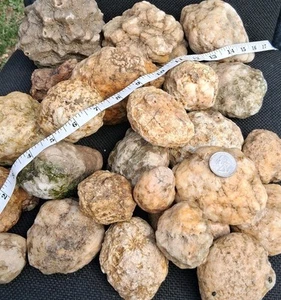 Break Your Own Geodes Unbroken Quartz Crystal Geode with Sparkly Crystals Inside - Picture 1 of 10