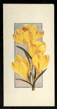 Tobacco Card, Carreras, Black Cat, FLOWERS ALL THE YEAR ROUND, 1977, Crocus, #1