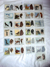 WILL'S CIGARETTE CARD SET - ANIMALS & THEIR FURS 1929 - FULL SET 25L - EX/CON.