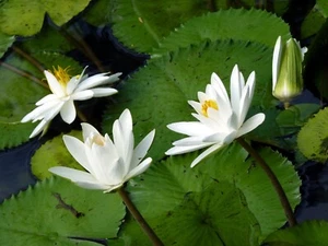 Nymphaea Pubescens White 15 Seeds, Hairy Water Garden Lily For Aquarium Ponds - Picture 1 of 4