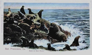 Postcard San Francisco California • Seals on Seal Rocks • Undivided Unposted - Picture 1 of 2