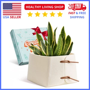 5-Tier Indoor Plant Stand – Modern Vertical Shelf Rack for Potted Plants Home - Picture 1 of 11