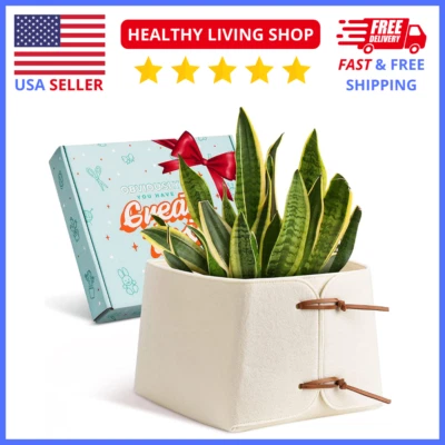 5-Tier Indoor Plant Stand – Modern Vertical Shelf Rack for Potted Plants Home - Image 1 of 4